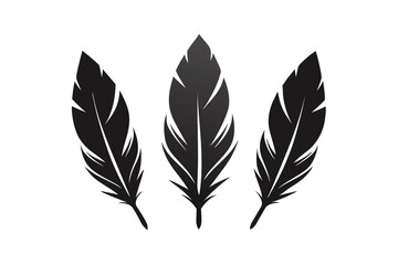 feather isolated on white