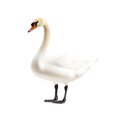 Fototapeta premium Elegant white swan standing gracefully against a plain background for nature enthusiasts