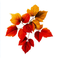 Obraz premium Autumn leaves in vibrant colors on white background