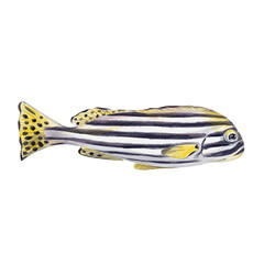 Exotic striped fish. Oriental sweet tooth. Long body. White color with black stripes. With yellow fins and dots on the tail. Watercolor illustration without background. Hand drawing. Habitat reefs.