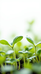 Fototapeta premium Freshly sprouted seeds in soil with dew drops on top of them, signifying growth and potential in natural agriculture or permaculture.