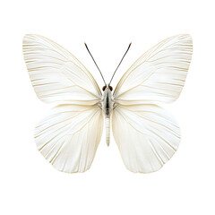 Elegant White Butterfly with Open Wings on a Clean White Background