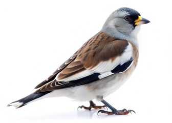 Fototapeta premium black winged snowfinch isolated on white background