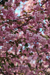 Lots of Japanese cherry blossoms, sakura, on the tree