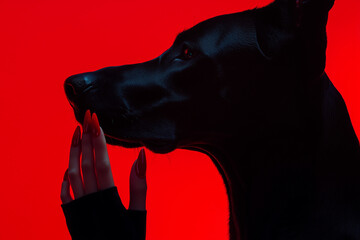 Close up of woman's hand with long red nails touching a dog, black doberman. Profile view. Dark silhouette on red background. Minimal creative concept of a ladylike gesture.