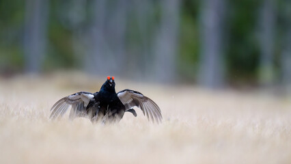 Black grouse (Lyrurus tetrix) at lek