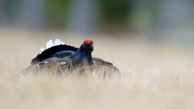 Black grouse (Lyrurus tetrix) at lek