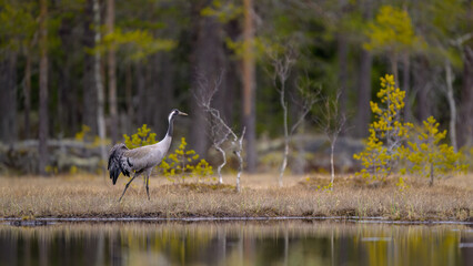 Common crane (Grus grus) in forest in spring