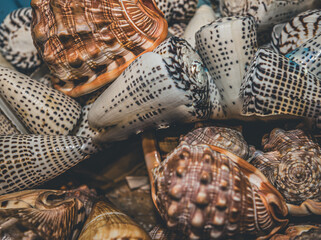 shells, nautical, ocean, wheel, beach