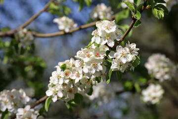 Apple blossom in spring garden on blue sky background. White flowers and young green leaves on a branch