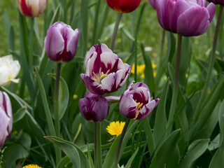 Tulips, flowers of different colors in a natural environment against a green background, spring ornamental plants