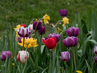 Tulips, flowers of different colors in a natural environment against a green background, spring ornamental plants
