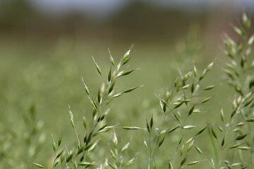 Detail Aufnahme von einer Wiese im Frühling, Grass Samen 