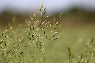 Detail Aufnahme von einer Wiese im Frühling, Grass Samen 