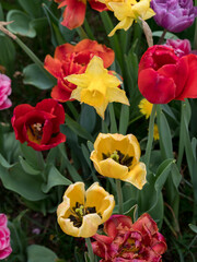 Tulips, flowers of different colors in their natural environment, top view with rain drops