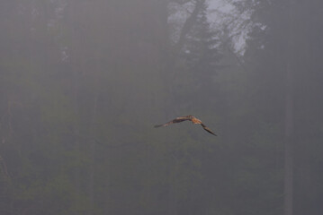 Elevate your day with this striking red kite gliding through an enchanting evening sky adorned with...