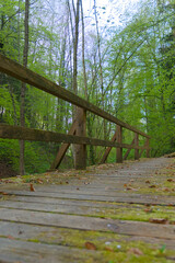 Experience timeless charm on this rustic wooden bridge draped in lush moss. Embrace a serene forest...
