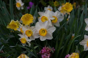 Obraz premium Discover vibrant daffodils in full bloom! Bold yellow and white petals with subtle orange centers exude cheerful spring energy—a burst of garden elegance.
