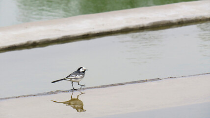 White Wagtail Bird Walking by the Water with Clear Reflection on Surface