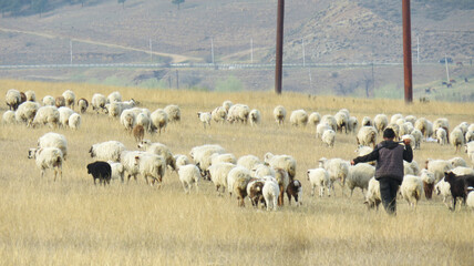 Obraz premium Shepherd Driving a Large Flock Across a Spring Meadow