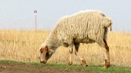 Fototapeta premium Sheep Grazing by the Water on a Spring Pasture