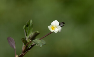 Viola modesta, or the Sahara violet, is one of spring's tiny, charming wonders. Its delicate blooms bring a gentle touch of beauty, embodying the sweetness of the season.
