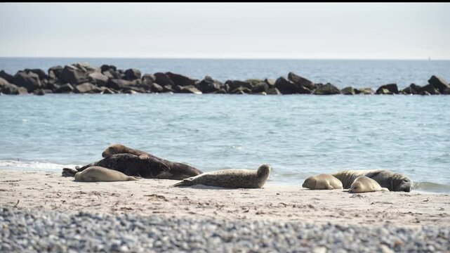 Group of seals with pups sunbathing on Heligoland beach in Germany's North Sea. Capturing the beauty of coastal wildlife and serene marine environments.