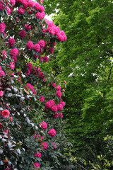 Paisaje con arboleda y flores de rododendro rosas en primavera 