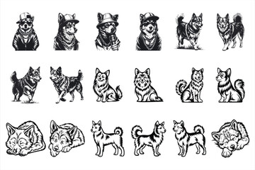 Swedish Vallhund dog