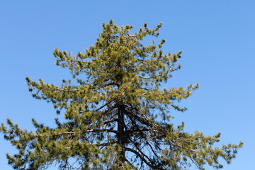 Turkish red pine (Pinus brutia) is the dominant tree species of the Eastern Mediterranean and has adapted particularly well to hot and arid conditions.