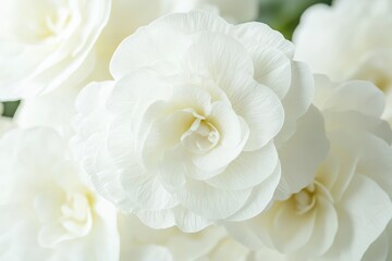 Obraz premium Close-up of beautiful white flowers. Soft, delicate petals. A bouquet of blossoms