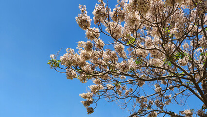 The large-leaved Paulownia (Paulownia tomentosa) is a striking ornamental tree that commands attention in gardens and parks during spring with its vibrant presence and beauty.