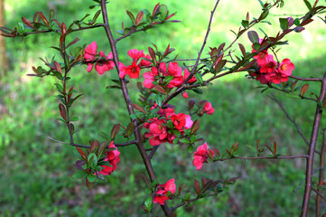 Flowering quince - Chaenomeles speciosa