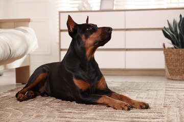 Adorable Doberman on floor at home. Domestic pet