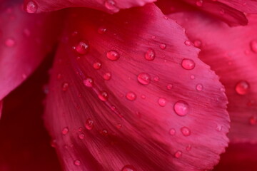 Rote Bl&uuml;tenbl&auml;tter von Pfingstrosen im Regen