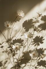 Delicate White Flowers Casting Shadows on a Soft Surface in Warm Light