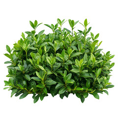 Obraz premium Green Bush Isolated White Background