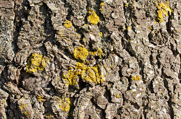 Bark texture of the Lebanon cedar (Cedrus libani), also known as Taurus cedar, adds to the tree's...