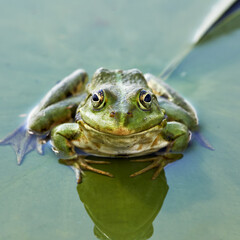 Detailed shot of a vibrant green frog on a lily pad. It faces the camera, its reflection shimmering in the waterwater lily leaf