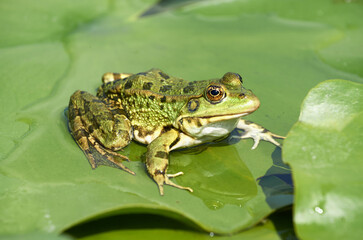 Marsh frog in a wild lake on a water lily leaf