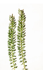 The fresh leaves of Achillea, or Yarrow, a medicinal plant, create a delightful and serene natural backdrop—blending vibrant greenery with a soothing essence of nature.