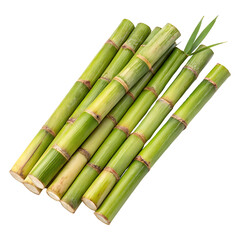 Fototapeta premium Fresh Green Sugarcane Stalks with Leaves isolated transparent background