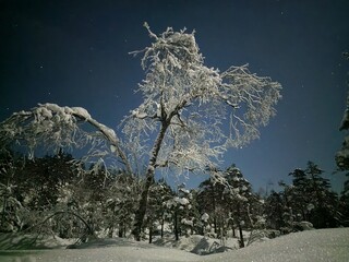 winter night landscape