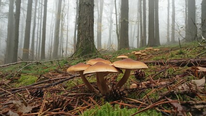 Fototapeta premium Mushrooms growing on the forest floor under fog and mist.