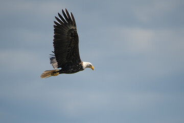 Adult bald eagle about to drop down for fish