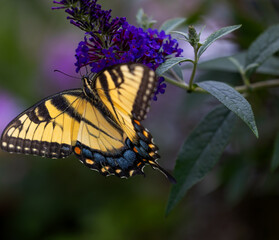 A gorgeous macro photo of a perfectly lit beautiful female Papilio glaucus, eastern tiger swallowtail, seeking nectar from a purple butterfly bush on a beautiful sunlit summer day.
