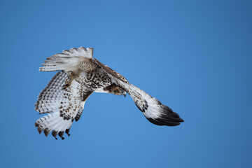 Juvenile Red-Tailed hawk flying away