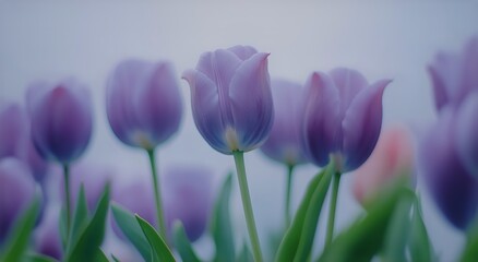 Fototapeta premium Purple Tulips Bloom in a Garden During Early Spring Showcasing Natures Beauty