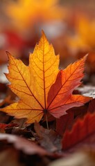 Macro of autumn maple leaf. Orange, yellow, red foliage. Beautiful nature season. Close-up of colorful fall leaves. Botanical, natural background for ads, print, design, eco.
