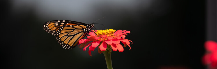 A horizontal macro photo of a perfectly lit beautiful orange and black striped monarch drinking nectar from a coral giant zinnia on a beautiful sunlit summer day. © MOLLY SHANNON 